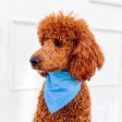 Beauty Sleep Pet Bandana - Blue Online Sale