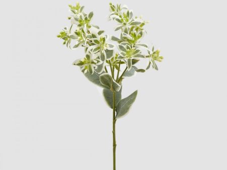 Ramo Euphorbia artificiale H50 Cheap